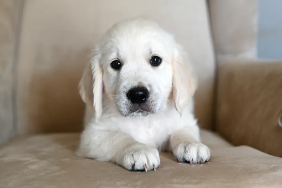 A white golden retriever sitting on the sofa