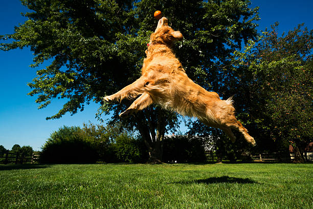 golden retriever playing fetch in the park